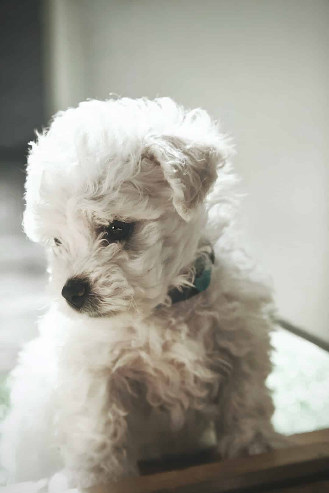 Freshly groomed Bichon Frise with a fluffy white coat
