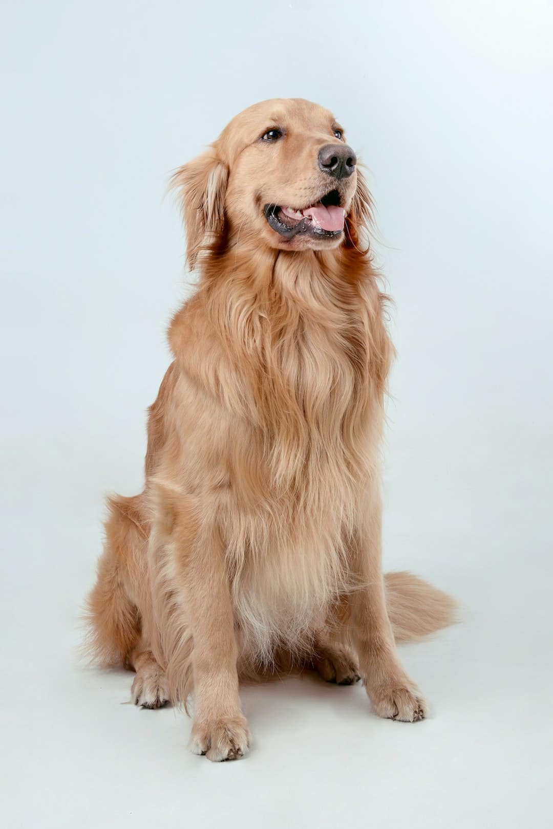 Golden Retriever sitting and smiling at the camera