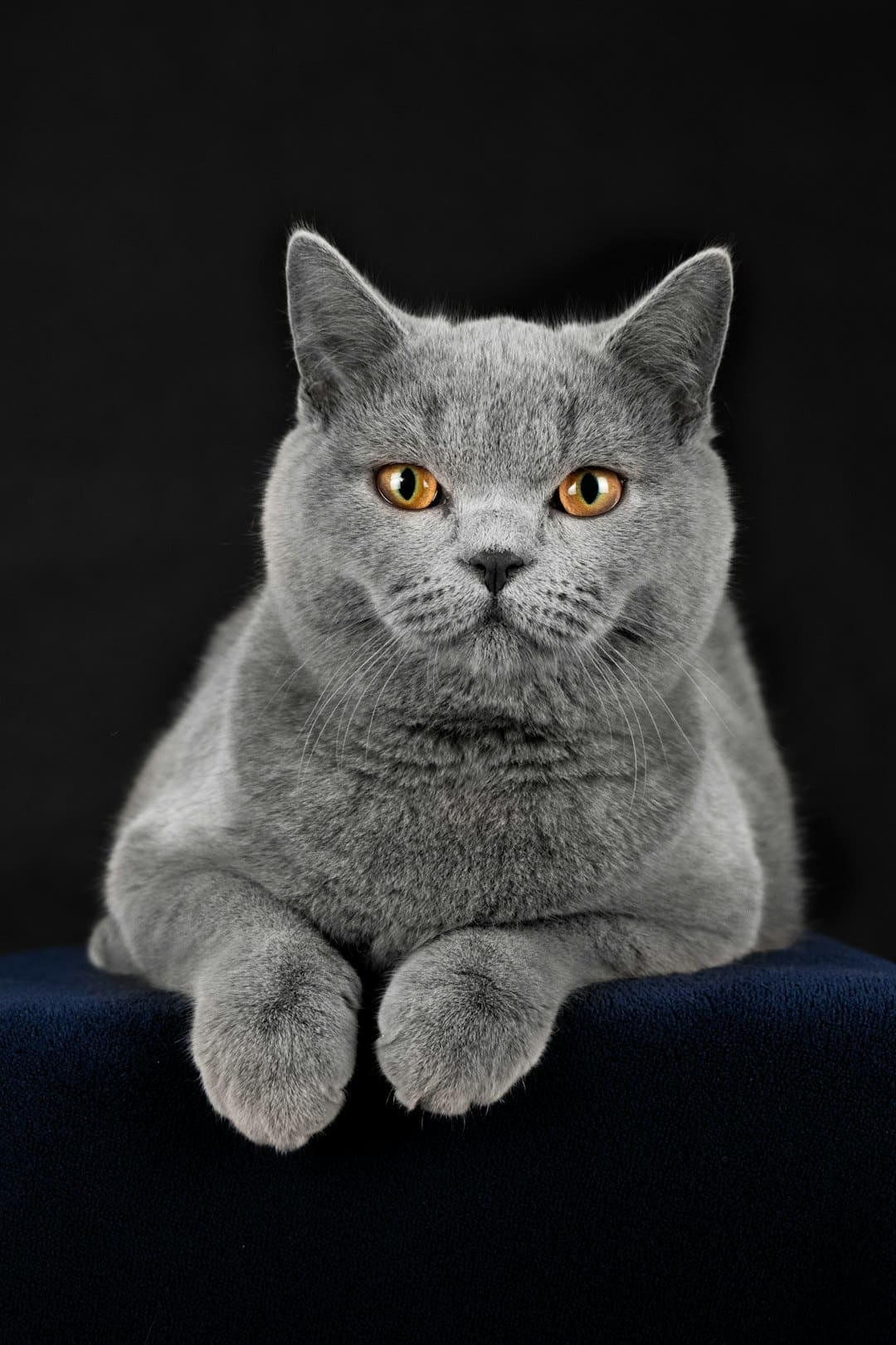 Gray short-haired cat sitting on a cushion