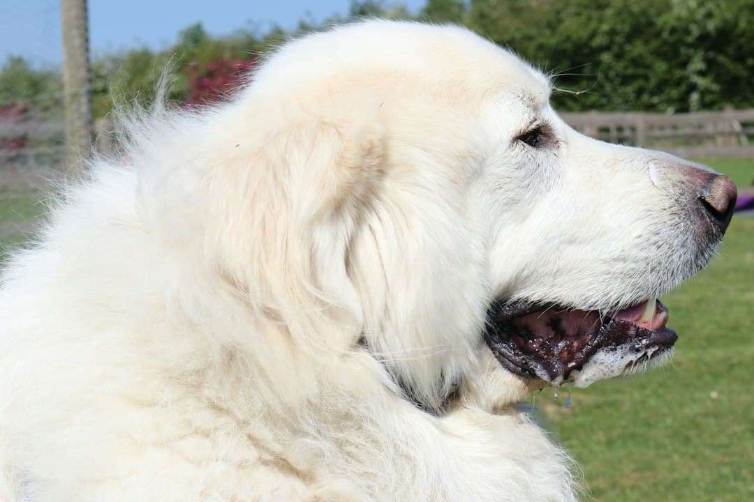 Large white long-coated dog with a thick double coat