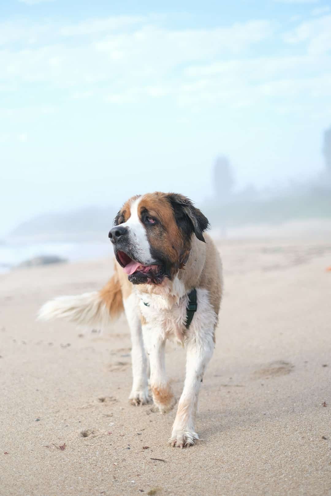 Saint Bernard with a thick double coat suited for grooming and deshedding