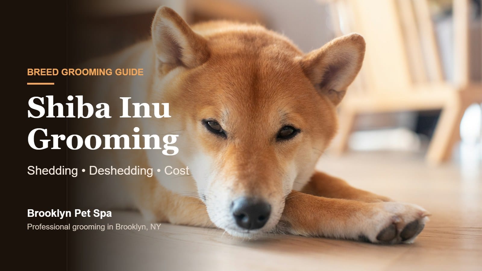 Shiba Inu dog with a thick double coat resting on the floor, Shiba Inu grooming guide by Brooklyn Pet Spa