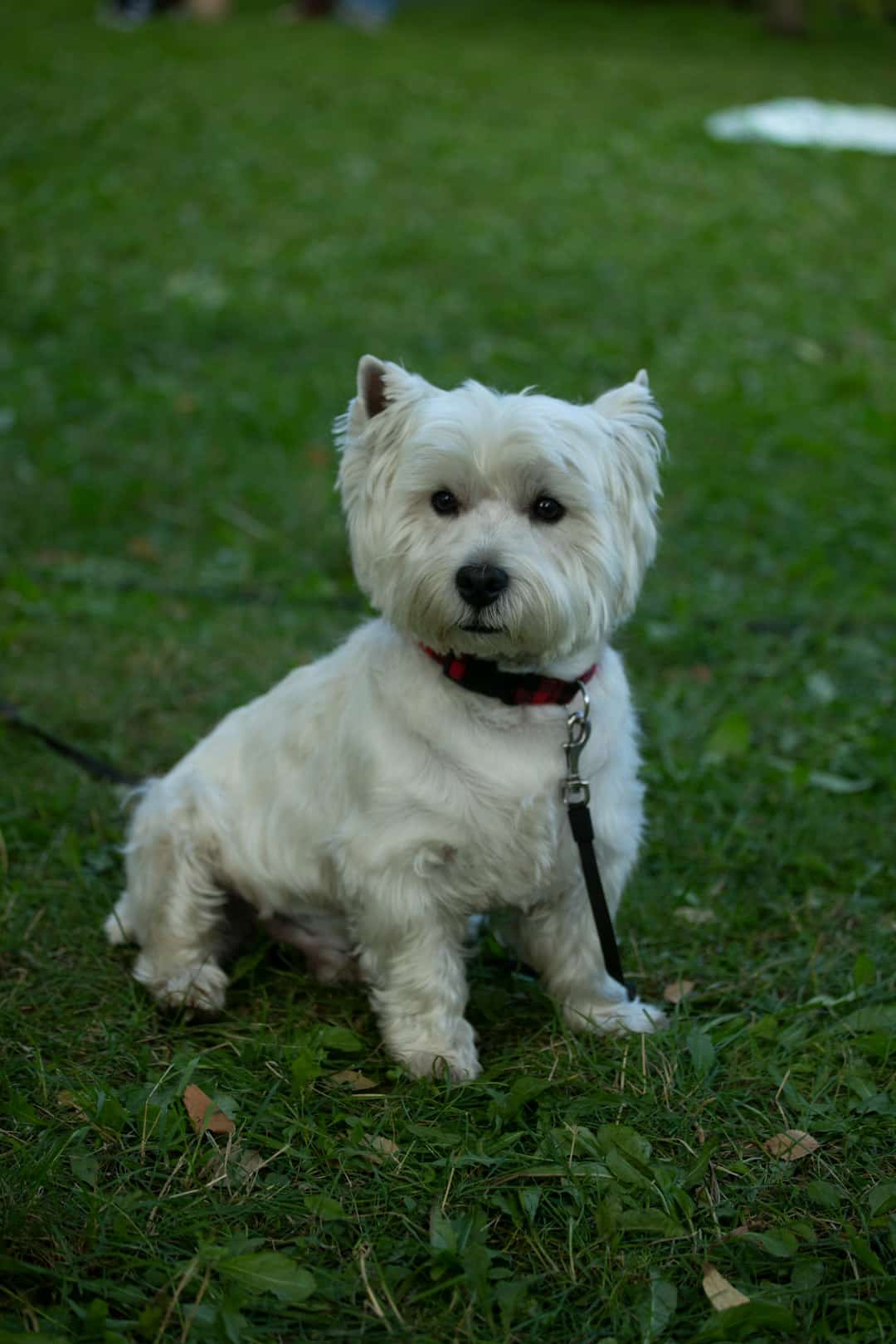 Small white dog sitting on green grass