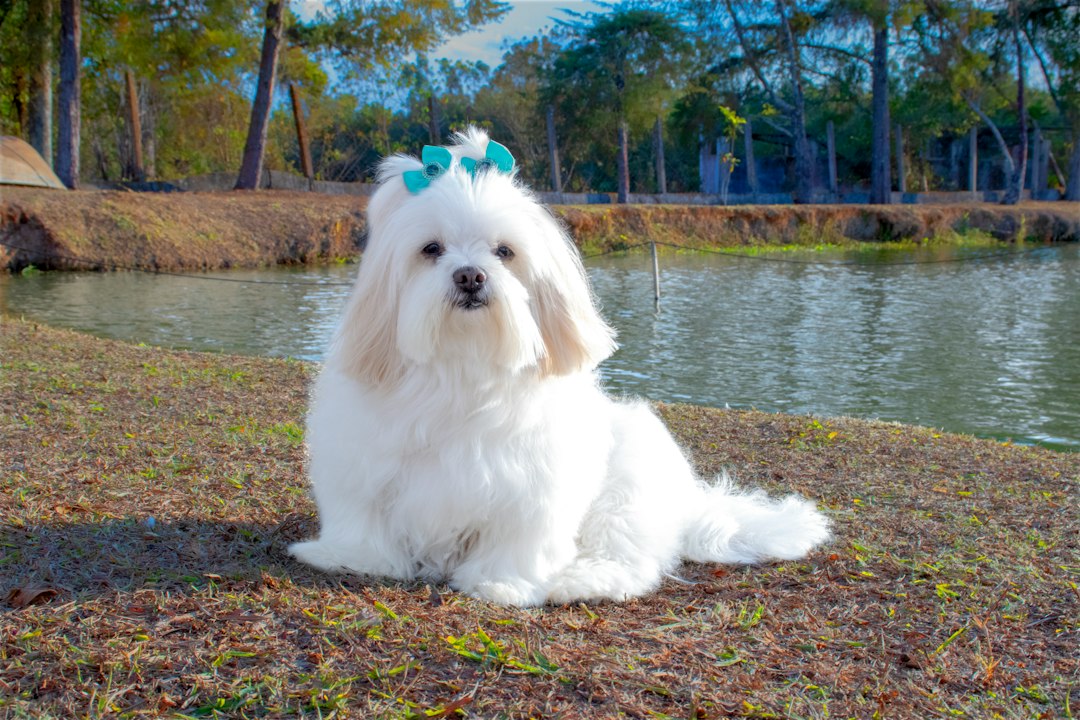 Small white long-coated dog sitting outdoors