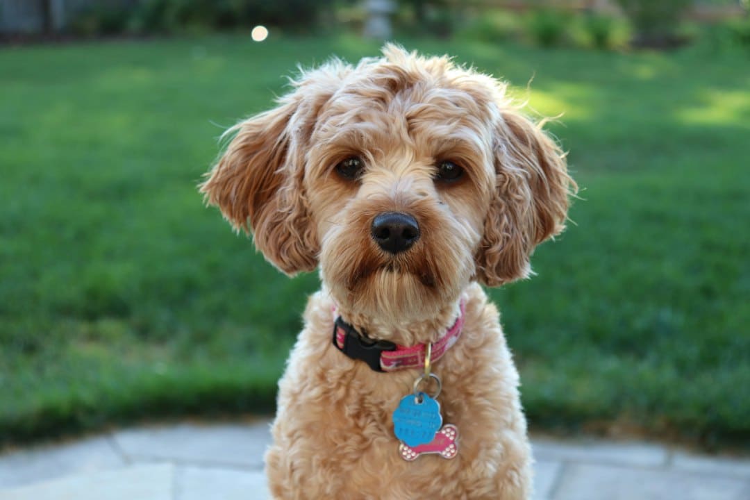 Tan medium-coated dog standing near grass