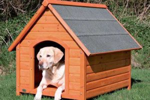 dog house 500x500 1
