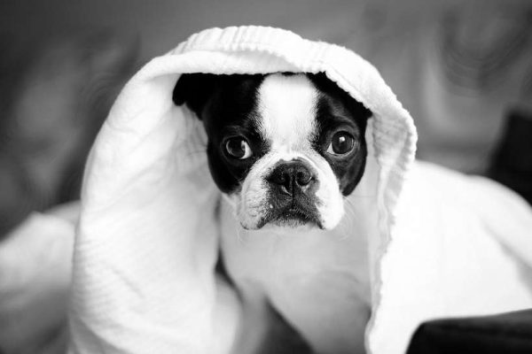 dog in towel
