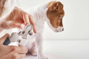 header trimming nails dog