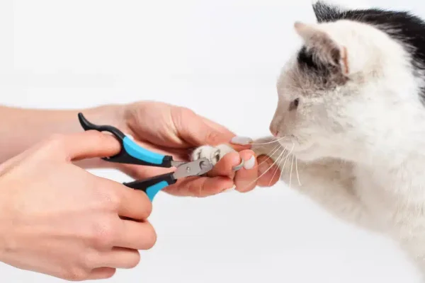 Cat Nail Trimming Services